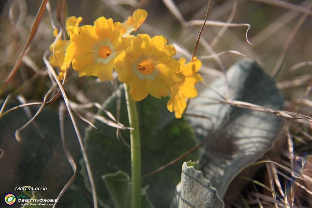 18_Primula Orecchia d'Orso.JPG